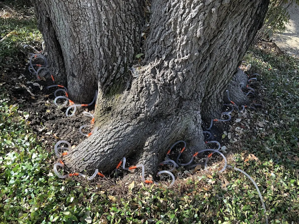 Detailed Tree Cabling and Bracing job site in Owingsville
