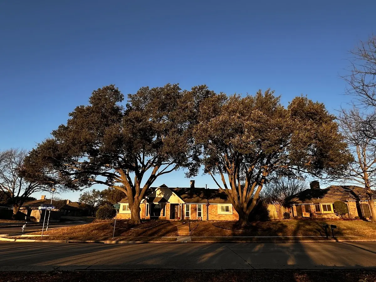 Established residential canopy tree shading a home in Owingsville